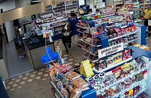 İstanbul Küçükçekmece'de sahibinin elinden kurtulan dana markete daldı