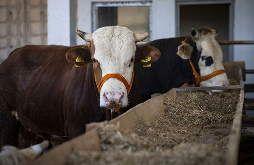 TESK'ten uyarı geldi! İnternetten kurbanlık alacaklar aman dikkat bu fiyatın altı şüpheli