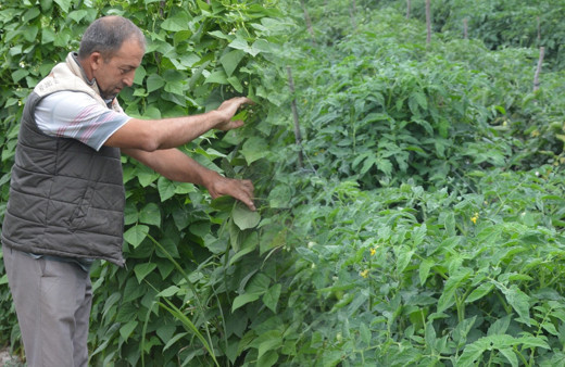 Milyonlar kazanacak! 'Burada bir şey olmaz' diyenlere inat Tokat'ta yaptı: Topraktan fışkırdı