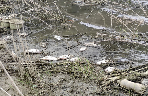 Alibeyköy Barajı'nda çok sayıda balık kıyıya vurdu