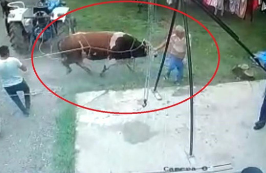 Samsun'da boğa aniden ürkünce olanlar oldu! Yaşlı adamın ölüm anları kamerada