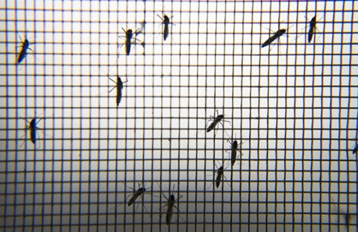 Böcek bilimcilerden Asya Kaplan Sivrisineği uyarısı