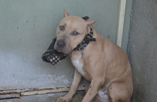 Afyonkarahisar'da pitbull cinsi köpeğin saldırısına uğrayan 2 kişi yaralandı