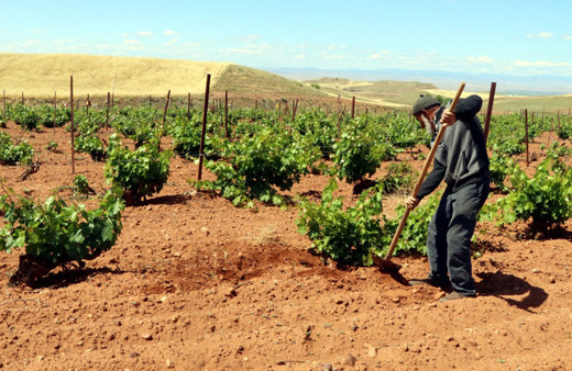 Çankırı'da bağında yetiştiriyor! Satmak yerine köylülere ikram ediyor