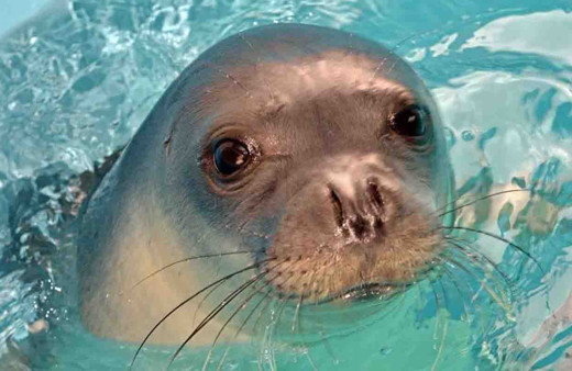 Hayvanseverler ayakta: Ünlü fok 'Kostis' zıpkınla öldürüldü