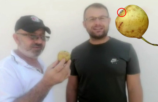 Denizli'de armudu yemeye hazırlanırken fark etti! Görünce şaşkına döndü