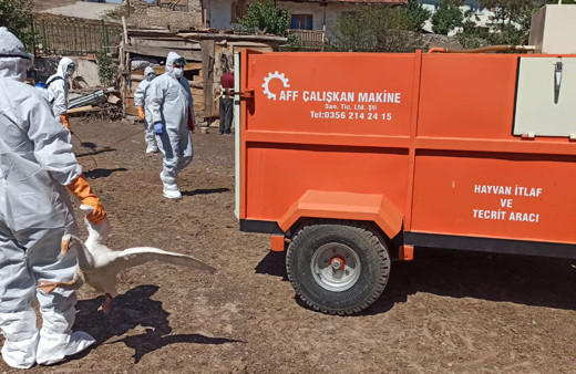 Tokat'ta korona bitmeden kuş gribi! Yüzlerce hayvan itlaf edildi