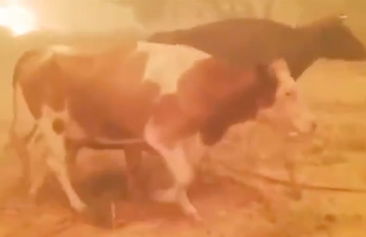 Manavgat'tan yürek yakan görüntüler! Hayvanlarını böyle kurtardı