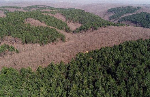 Tunceli'de ormanlık alanlara giriş çıkışlar 30 gün yasaklandı