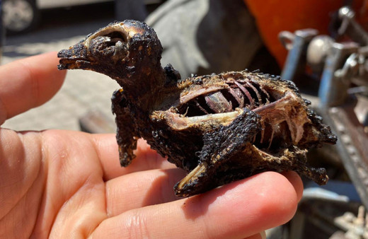 Akseki'deki orman yangınında yanmış halde buldu gözyaşlarına hakim olamadı