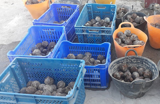 Diyarbakır'da kazılarda ortaya çıktı! Osmanlı dönemine ait 750 tane bulundu