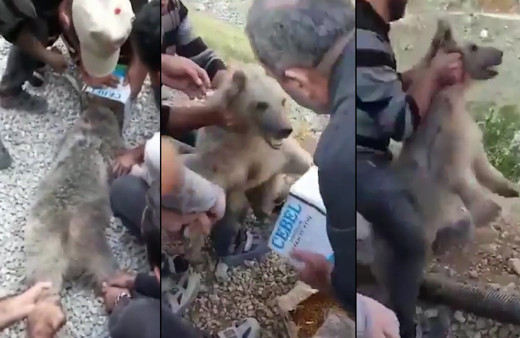 Böyle kurtarma operasyonu görülmedi! Hakkari'de yavru ayı neye uğradığını şaşırdı