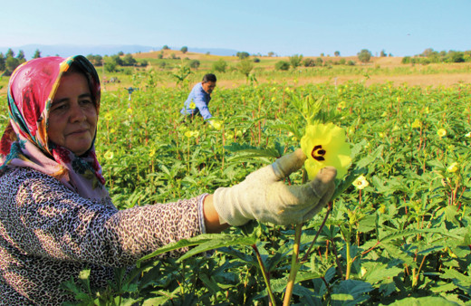 Amasya'da kilosu 200 TL'ye satılıyor! Tek tek ipe diziliyor çorba olarak tüketiliyor