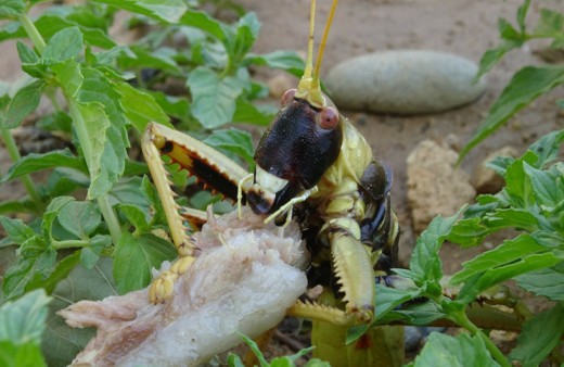 Batman Gercüş'te et yiyen dev çekirge görenleri hayretler içinde bıraktı