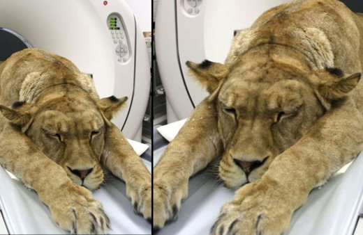 Hastanedeki aslanı görenler şaşkına döndü! İzmir'de fıkra gibi olay pes dedirtti