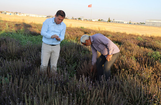 Kilis'te parasız kalınca bu işe başladı! Kilosunu 70 liradan satılıyor