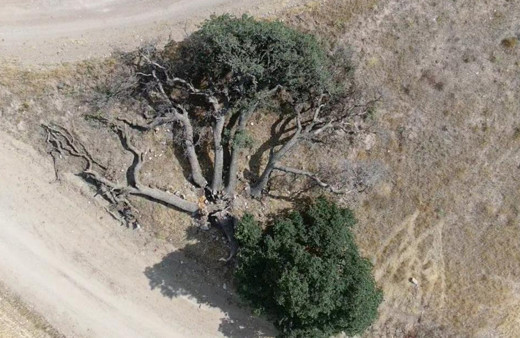 Kayseri'de '7 kardeş' ağacına kimse dokunamıyor köylünün inandığı rivayet şaşırttı