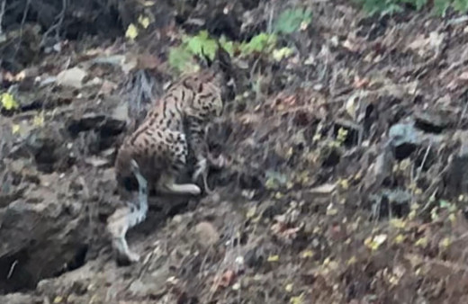Ormanın hayaleti Tunceli'de ortaya çıktı! Dünyada nesli tükenmek üzere