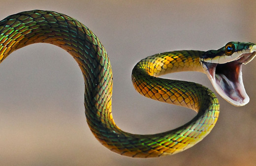 Kendisin sokan yılanı ısırmak istedi sonrası çok korkunçtu