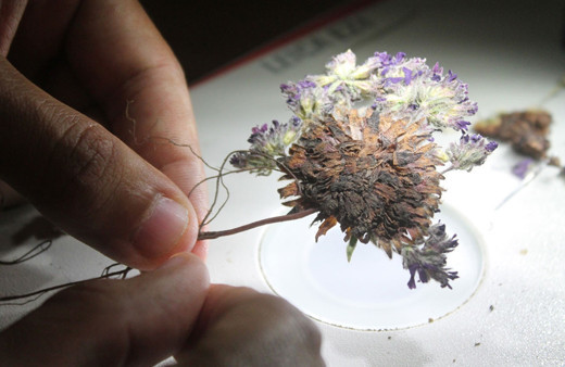 Bayburt'ta keşfedildi! Aziz Sancar'ın adı verilecek