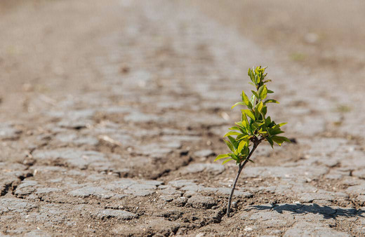 Türkiye İklim Değişikliği Başmüzakerecisi Birpınar uyarıyor: İklim değişikliği milli güvenlik meselesi!