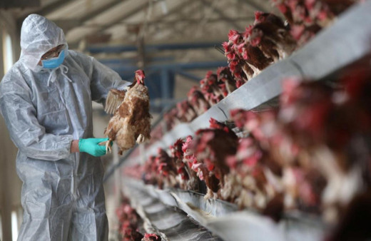 Fildişi Sahili'nde kuş gribi tespit edildi