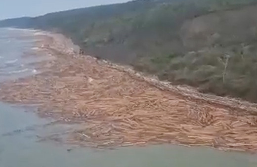 İnanılmaz görüntü! Sinop Ayancık'taki seli felakete dönüştüren tomruklar Karadeniz'de sahile vurdu