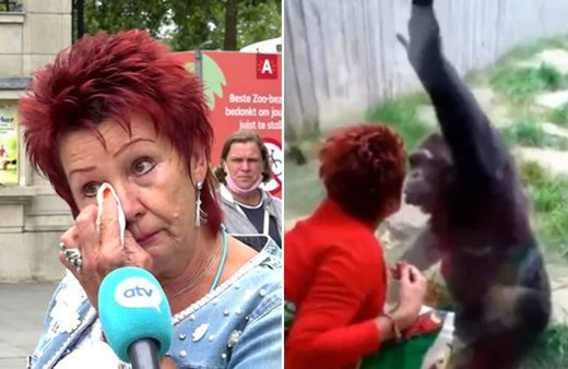 Hayvanat bahçesinde şempanzeyi 4 yıldır ziyaret eden kadının hayvanı görmesi yasaklandı