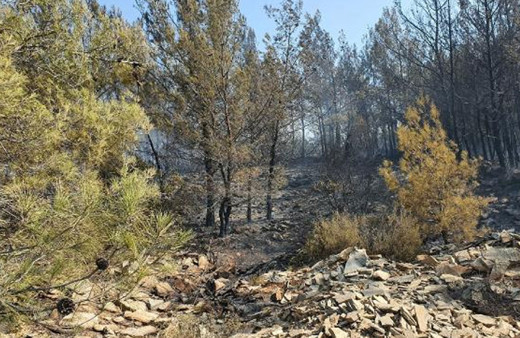 Bodrum'da ormanlık alanda çıkan yangın 30 dakikada söndürüldü