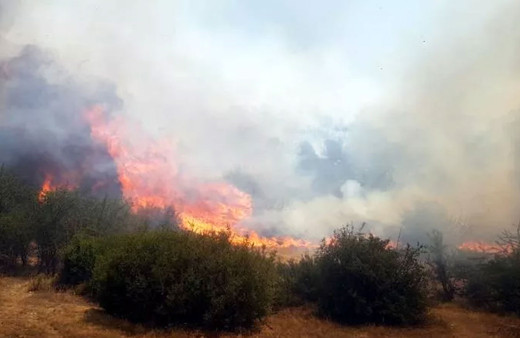 Kula'da makilik yangını ormana sıçradı!