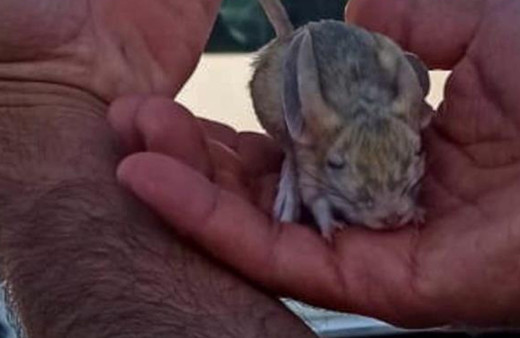 Nesli tükenmek üzere! Kırmızı listedeki hayvan Elazığ'da ortaya çıktı