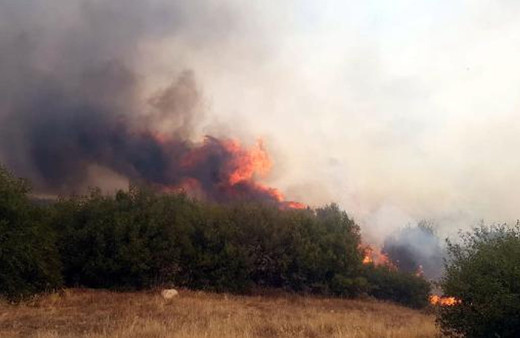Kula'da makilik yangını ormana sıçradı! Çiftlik boşaltıldı alevler yayılıyor