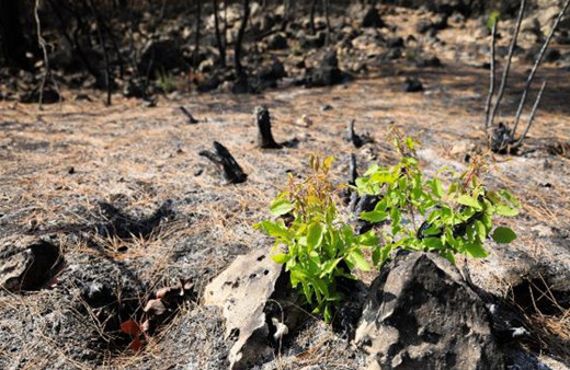 Manavgat'ta yanan orman küllerinden doğuyor! 7 bitki türü filizlendi