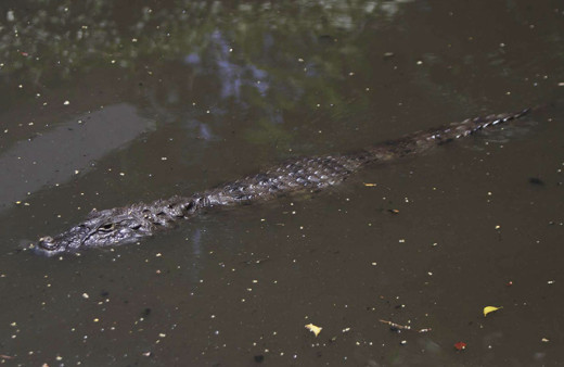 Çocuklar timsahlarla dolu simsiyah suda yüzüyorlar ürküten fotoğraflar