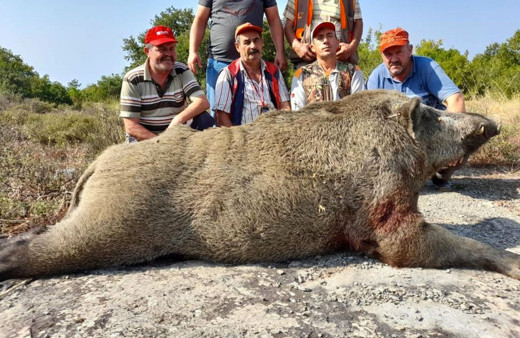 Bursa'da köylüler tarlalarına dalan 400 kiloluk domuzu vurdular