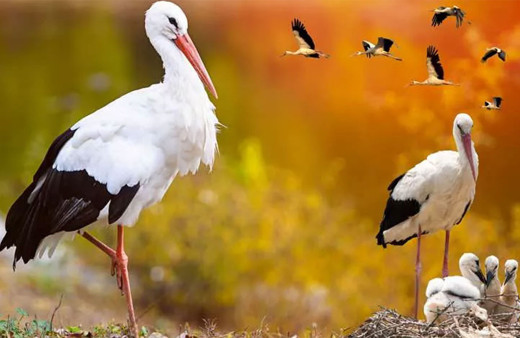 Leylekler 10 gün erken göç etti! Uzmanlar uyardı 'Kış çok sert geçecek, üşümeye hazır olun'