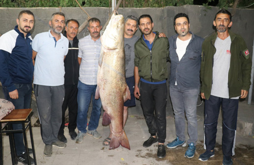 Erzincan Karasu Nehri'nde yakalandı 85 kilogram ağırlığında