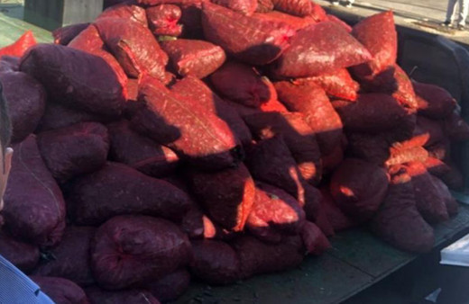 İstanbul'da 6 ton kaçak midye yakalandı! Denize geri bırakıldı