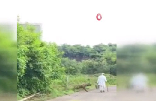 Hindistan’da dehşet anları! Yolda yürüyen yaşlı adama sırtlan saldırdı