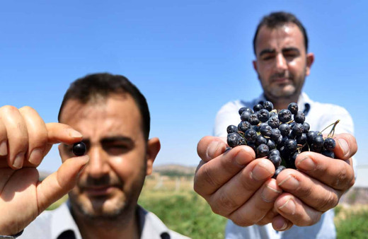 'Süper meyve' kanseri öldürüyor! Eşi için yurt dışından getirdi Konya'da talep patladı