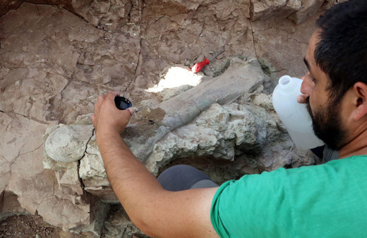 Çankırı'daki kazılarda bulundu 9 milyon yaşında ilk kez bütün ve sağlam olarak ele geçirildi