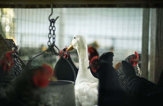 Japonya'da bir çiftlikte daha kuş gribi alarmı Kabus dönüyor mu?