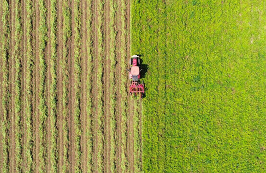Üretici şokta! Fıstık fiyatları yüzde 50 düştü