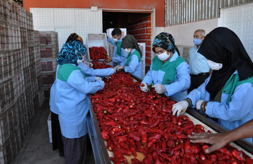 Gaziantep'te kırmızı altından günde 100 TL kazanıyorlar: Bu işten 7 bin kişi ekmek yiyor