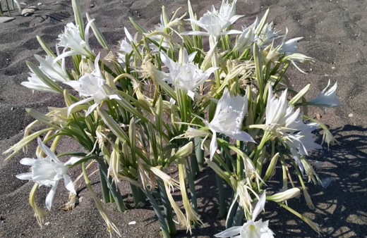 Muğla'da bu çiçeğe basmanın ve koparmanın cezası dudak uçuklattı