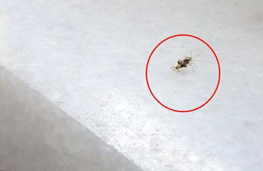 Korkutan gelişme! İstanbul'da dantel böcek istilası baş gösterdi