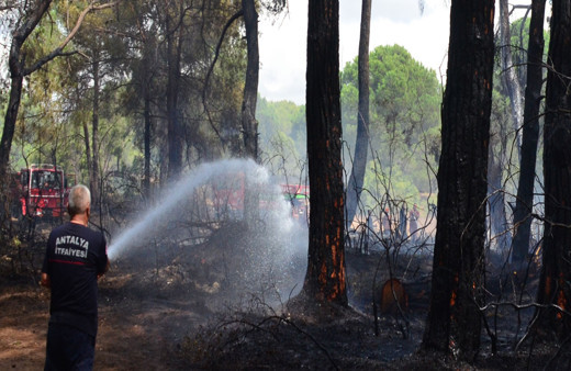 Manavgat'ta orman yangını çıktı! Anında müdahale edildi