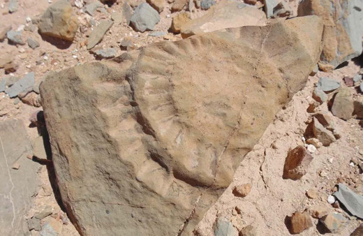 Şili'de 160 milyon yıl önceye ait 'uçan ejderha' fosili bulundu