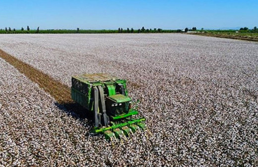 Söke’de pamuk toplama ücretleri açıklandı