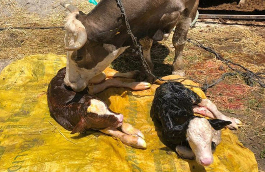 Denizli'de ahıra girince inanamadı: İlk defa böyle bir olay görüyorum